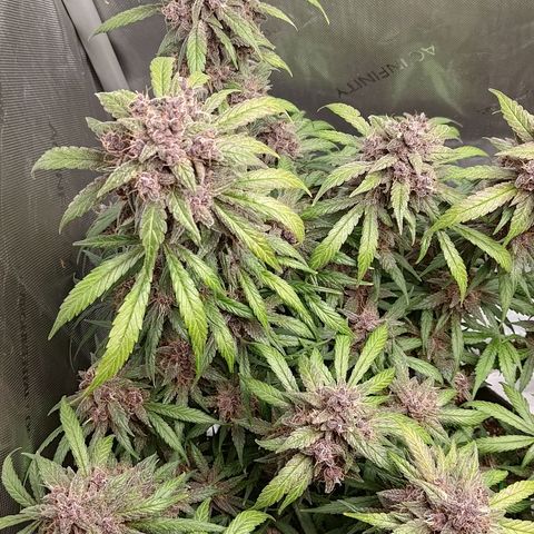 Lemon Cherry Cookies  #1 growlog timeline photo