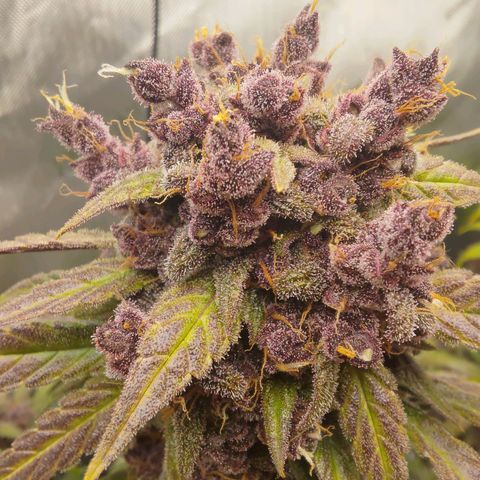 Lemon Cherry Cookies  #2 growlog timeline photo