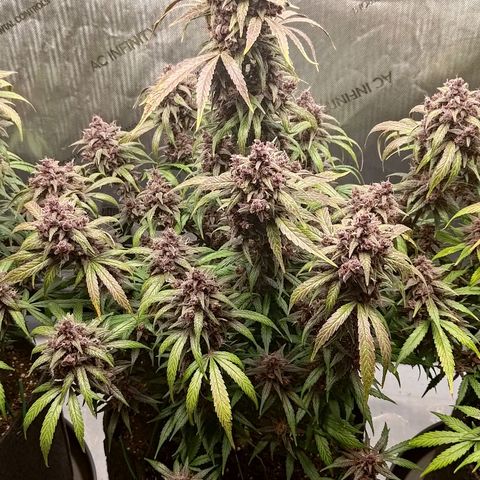 Lemon Cherry Cookies  #2 growlog timeline photo