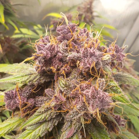 Lemon Cherry Cookies  #3 growlog timeline photo
