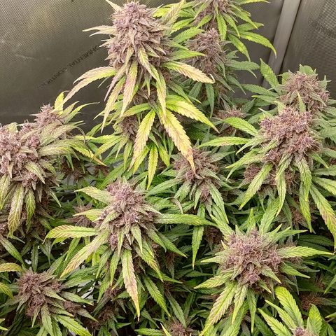 Lemon Cherry Cookies  #3 growlog timeline photo