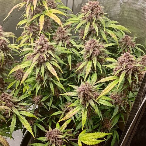 Lemon Cherry Cookies  #3 growlog timeline photo