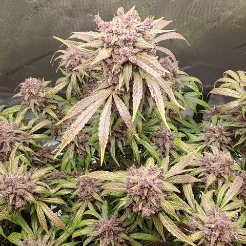 Lemon Cherry Cookies  #2 growlog timeline photo