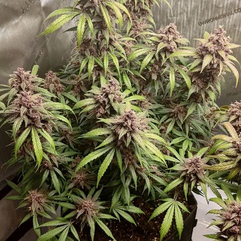Lemon Cherry Cookies  #1 growlog timeline photo