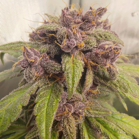 Lemon Cherry Cookies  #1 growlog timeline photo