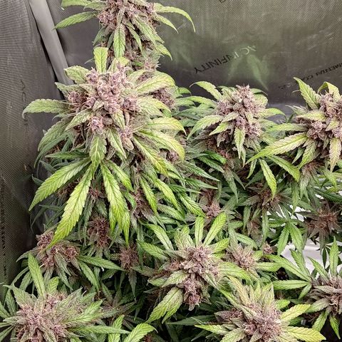 Lemon Cherry Cookies  #1 growlog timeline photo