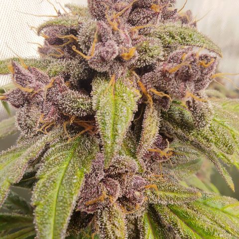 Lemon Cherry Cookies  #1 growlog timeline photo