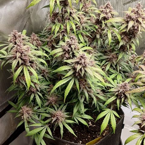 Lemon Cherry Cookies  #1 growlog timeline photo