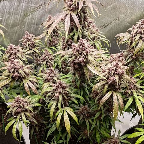 Lemon Cherry Cookies  #2 growlog timeline photo