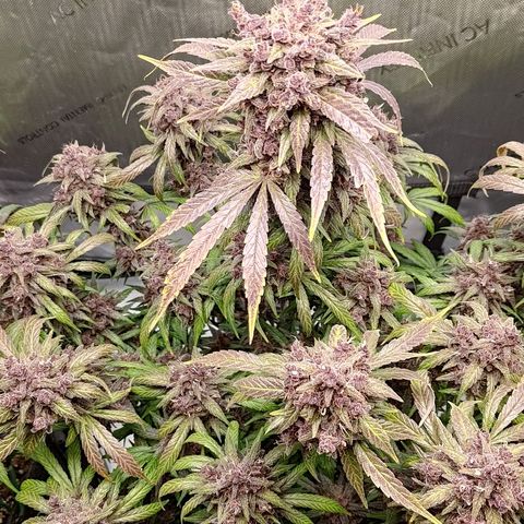 Lemon Cherry Cookies  #2 growlog timeline photo