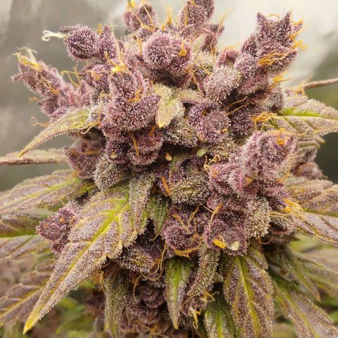Lemon Cherry Cookies  #2 growlog timeline photo