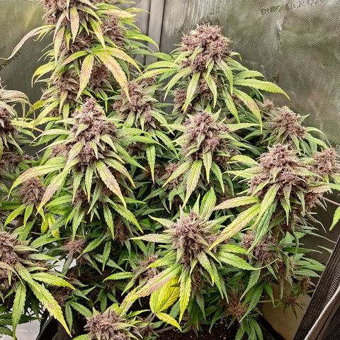 Lemon Cherry Cookies  #3 growlog timeline photo