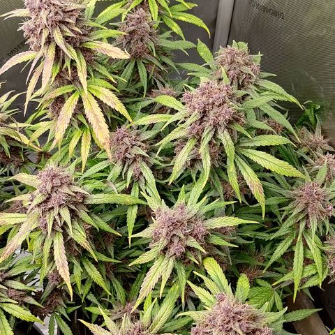 Lemon Cherry Cookies  #3 growlog timeline photo