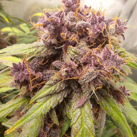Lemon Cherry Cookies  #3 growlog timeline photo