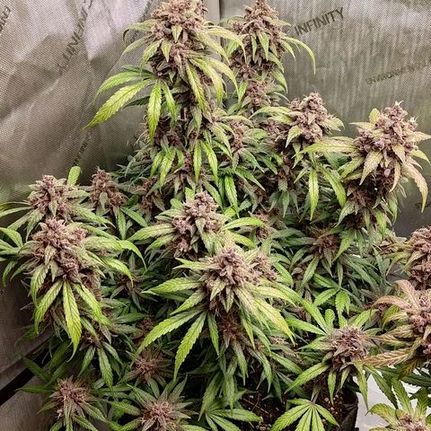 Lemon Cherry Cookies  #1 growlog timeline photo