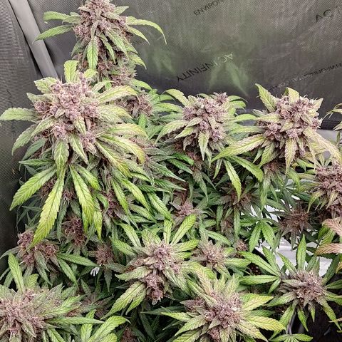 Lemon Cherry Cookies  #1 growlog timeline photo