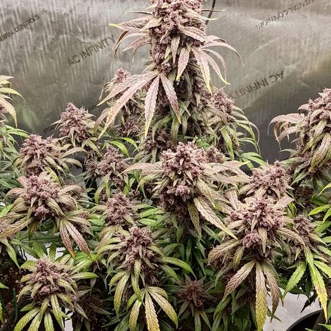 Lemon Cherry Cookies  #2 growlog timeline photo