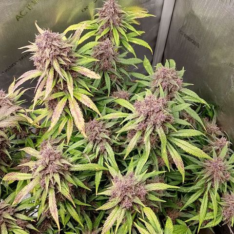 Lemon Cherry Cookies  #3 growlog timeline photo