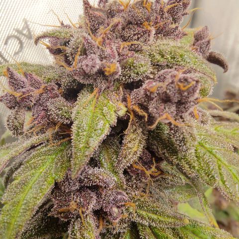Lemon Cherry Cookies  #1 growlog timeline photo