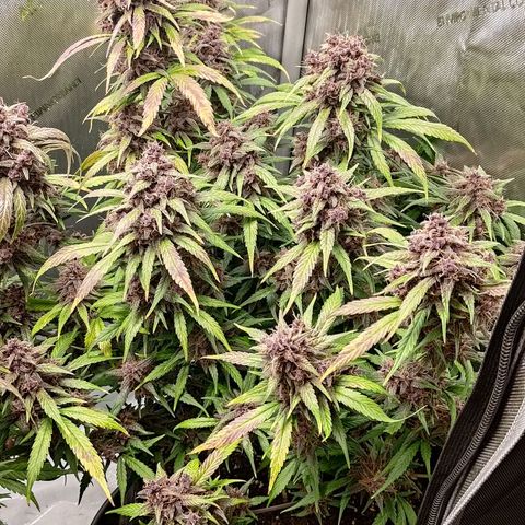 Lemon Cherry Cookies  #3 growlog timeline photo