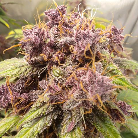Lemon Cherry Cookies  #3 growlog timeline photo