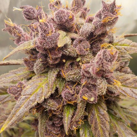Lemon Cherry Cookies  #2 growlog timeline photo