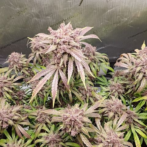 Lemon Cherry Cookies  #2 growlog timeline photo
