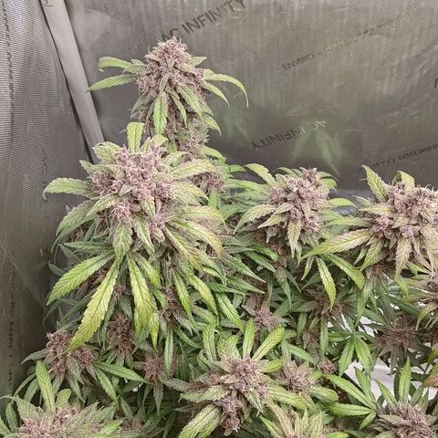 Lemon Cherry Cookies  #1 growlog timeline photo