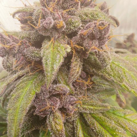 Lemon Cherry Cookies  #1 growlog timeline photo