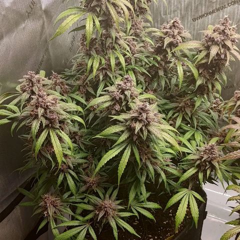 Lemon Cherry Cookies  #1 growlog timeline photo