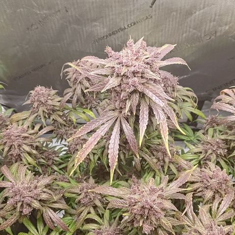 Lemon Cherry Cookies  #2 growlog timeline photo