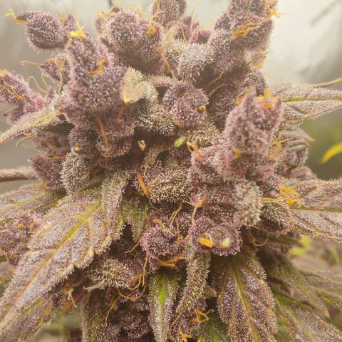 Lemon Cherry Cookies  #2 growlog timeline photo
