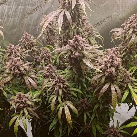 Lemon Cherry Cookies  #2 growlog timeline photo