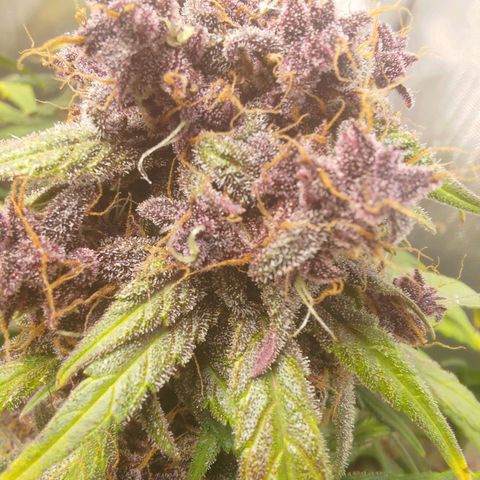 Lemon Cherry Cookies  #3 growlog timeline photo