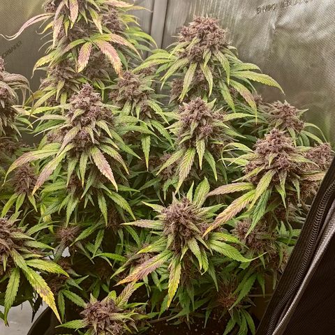 Lemon Cherry Cookies  #3 growlog timeline photo