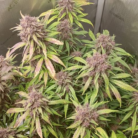 Lemon Cherry Cookies  #3 growlog timeline photo