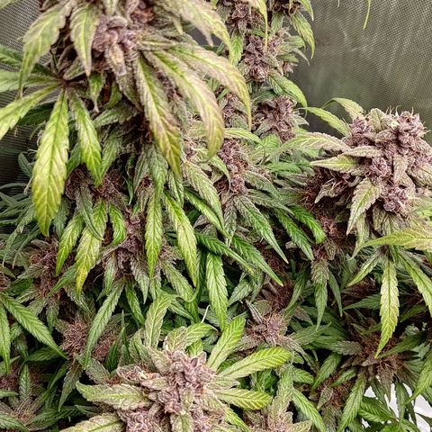 Lemon Cherry Cookies  #1 growlog timeline photo