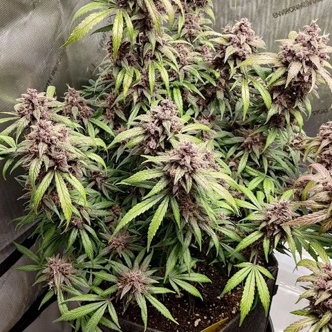 Lemon Cherry Cookies  #1 growlog timeline photo