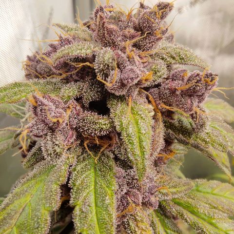Lemon Cherry Cookies  #1 growlog timeline photo