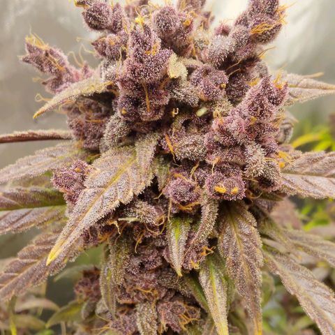 Lemon Cherry Cookies  #2 growlog timeline photo