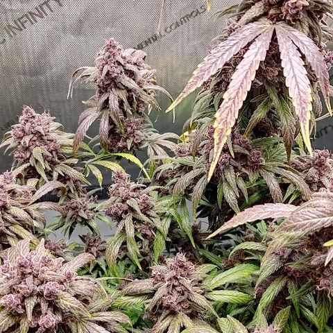 Lemon Cherry Cookies  #2 growlog timeline photo