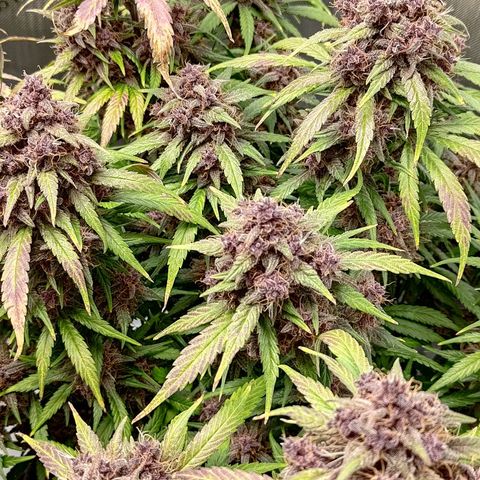 Lemon Cherry Cookies  #3 growlog timeline photo