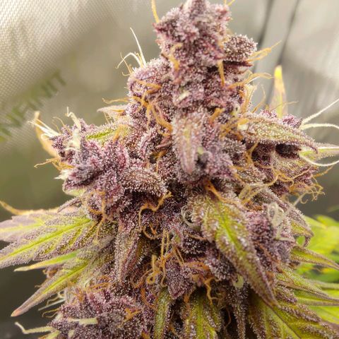 Lemon Cherry Cookies  #3 growlog timeline photo