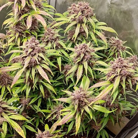 Lemon Cherry Cookies  #3 growlog timeline photo