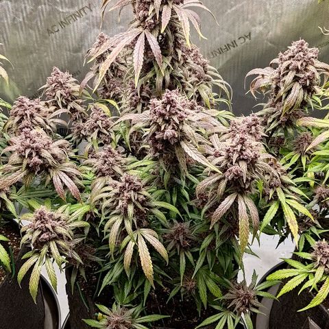 Lemon Cherry Cookies  #2 growlog timeline photo