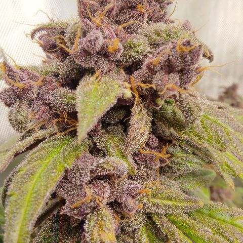 Lemon Cherry Cookies  #1 growlog timeline photo