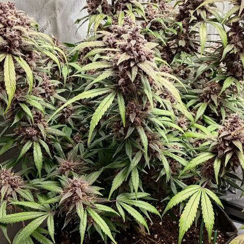 Lemon Cherry Cookies  #1 growlog timeline photo