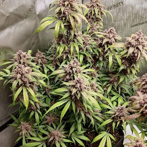 Lemon Cherry Cookies  #1 growlog timeline photo