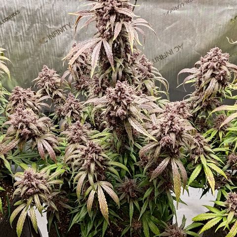 Lemon Cherry Cookies  #2 growlog timeline photo