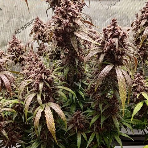 Lemon Cherry Cookies  #2 growlog timeline photo